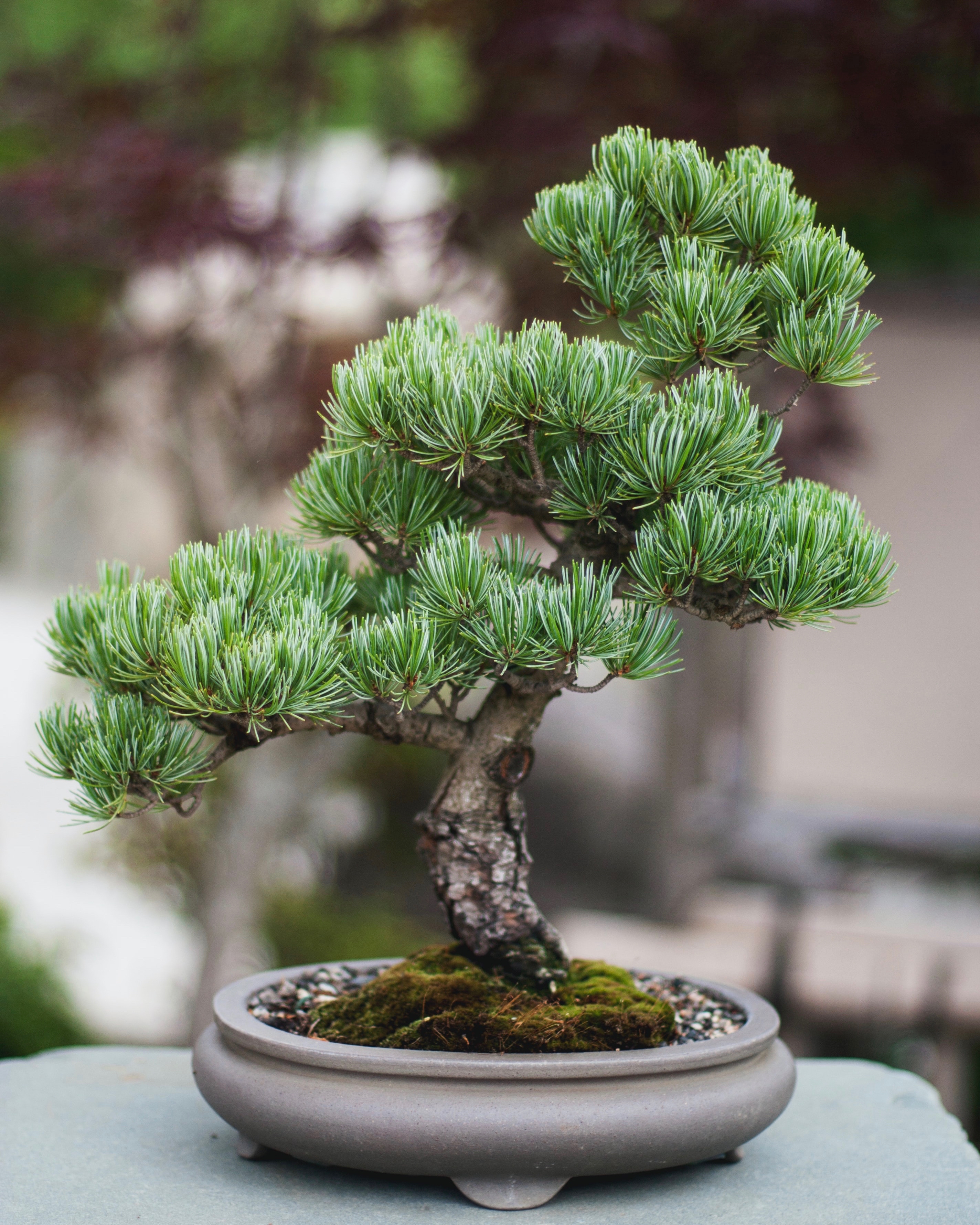artfully crafted pine bonsai tree set into oval Tokoname clay pot with a moss bed